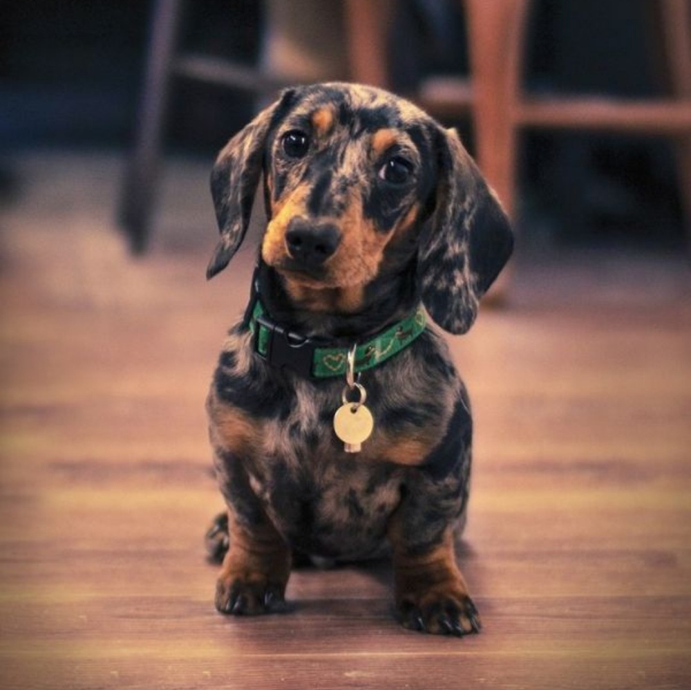 Meet your Posher, Frania